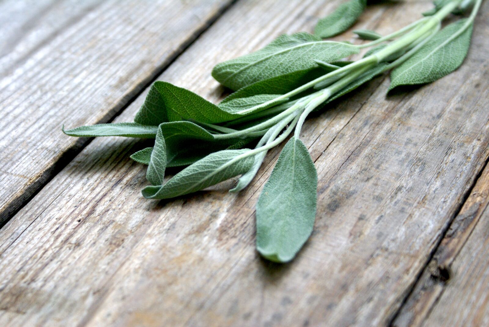 Sony Alpha DSLR-A100 sample photo. Sage, spice, green photography