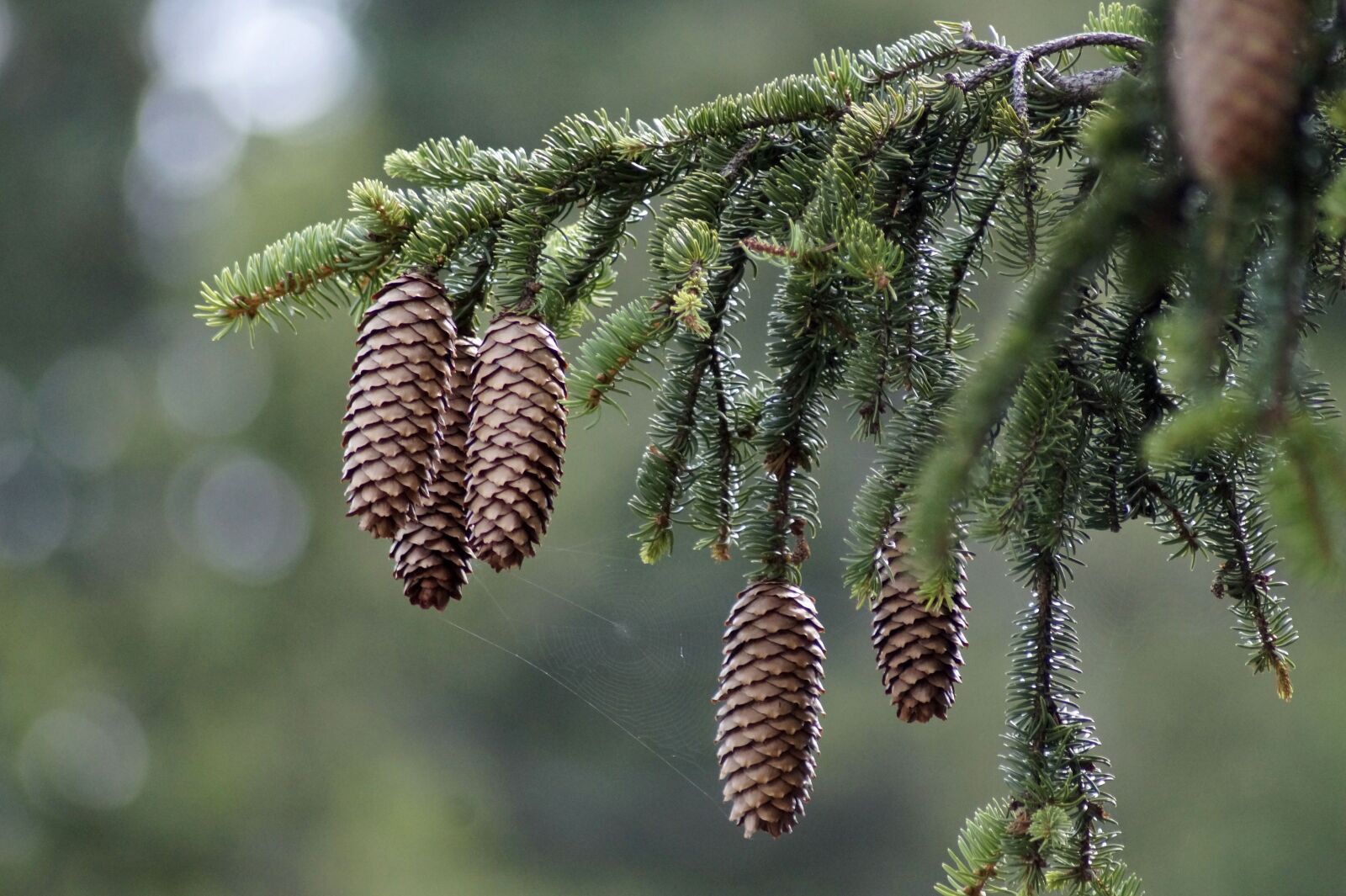Sony SLT-A58 sample photo. Picea abies, european spruce photography