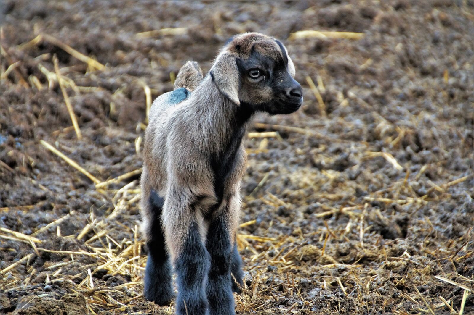 Sony SLT-A58 sample photo. Sheep, cameroon, cub photography