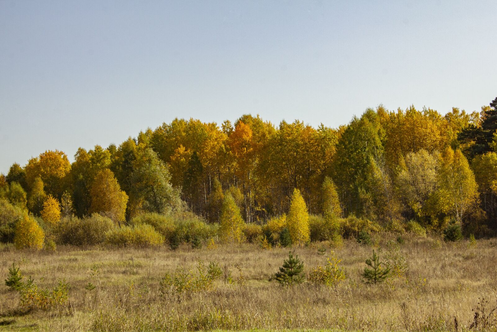 Canon EOS 60D sample photo. Autumn, field, grass photography