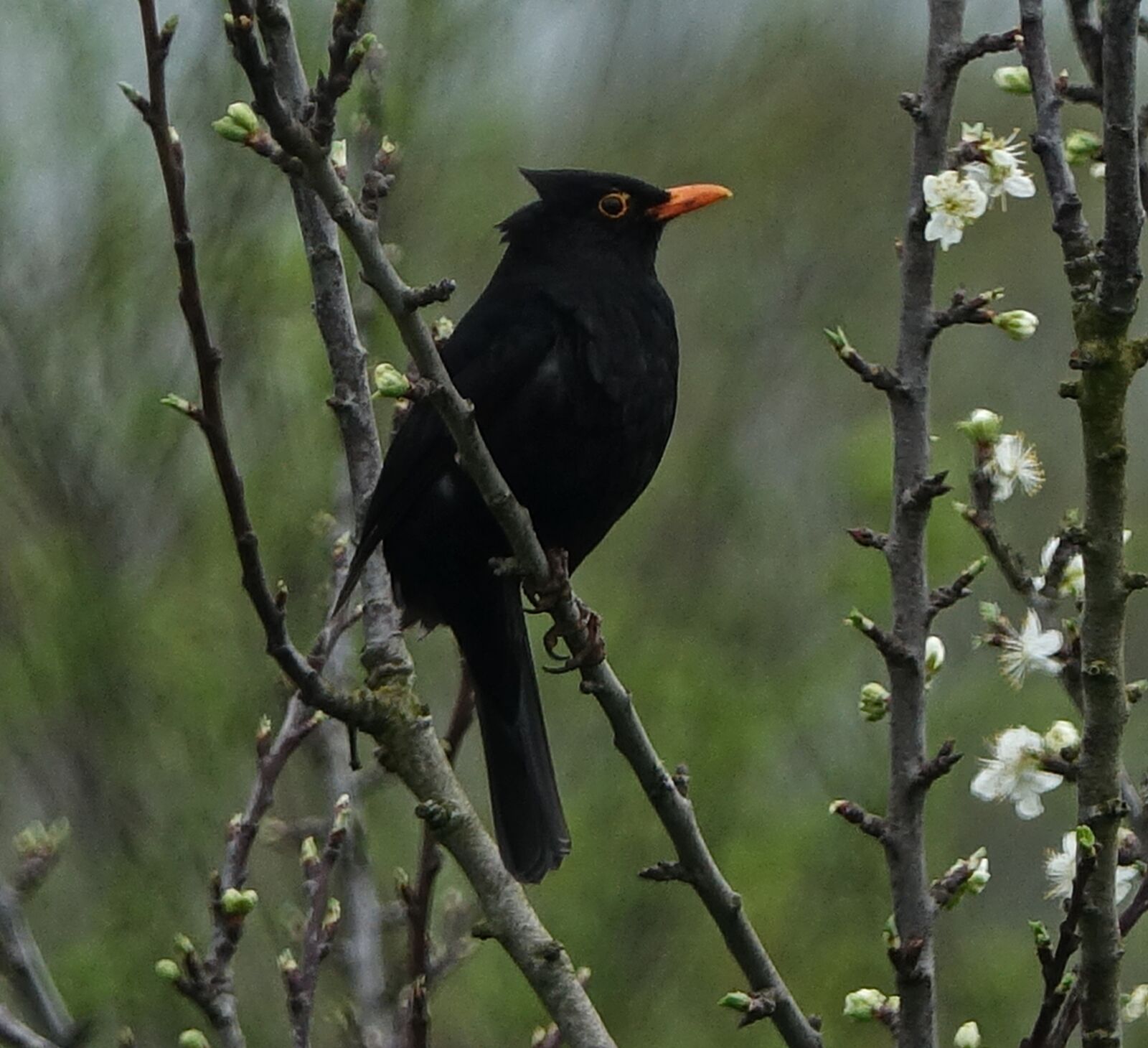 Sony Cyber-shot DSC-RX10 III sample photo. Bird, merle, fauna photography