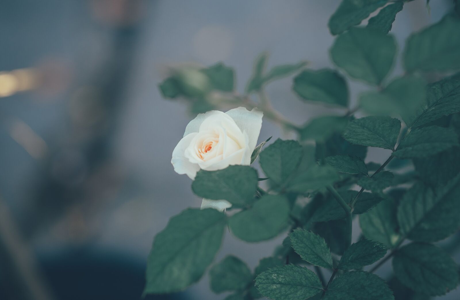 Nikon D3 sample photo. Flower, leaf, floral photography