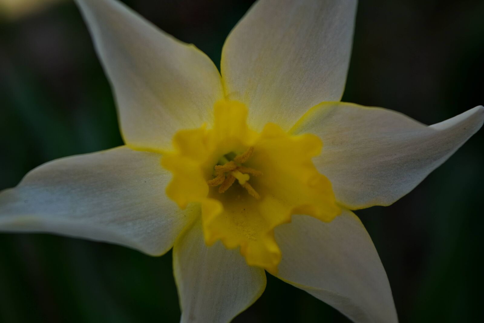 Nikon D5500 sample photo. Close-up, daffodil, focus, greenish photography