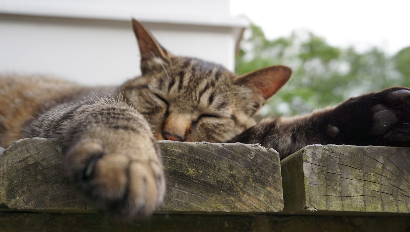Sony a6000 sample photo. Cat, the face of photography