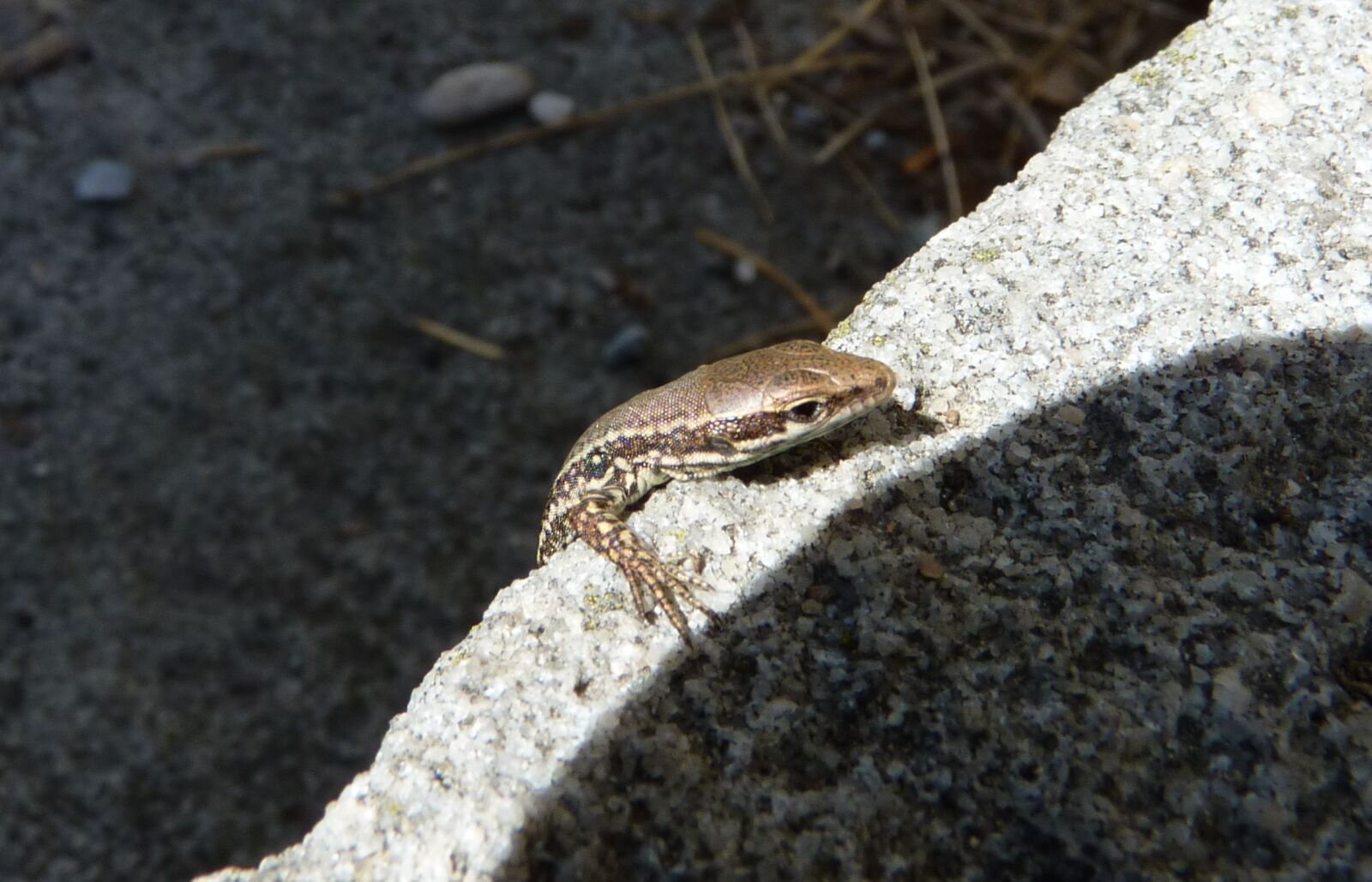 Panasonic Lumix DMC-FZ35 (Lumix DMC-FZ38) sample photo. Lizard, small, reptile photography