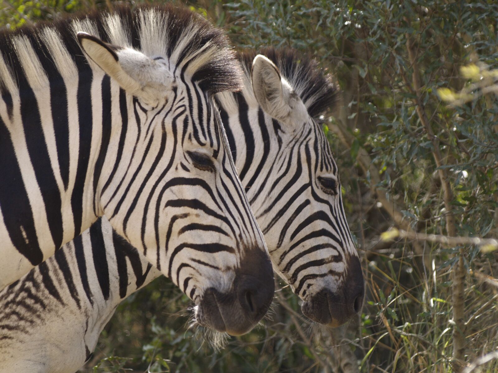Olympus E-400 (EVOLT E-400) sample photo. Zebra, heads, wildlife photography