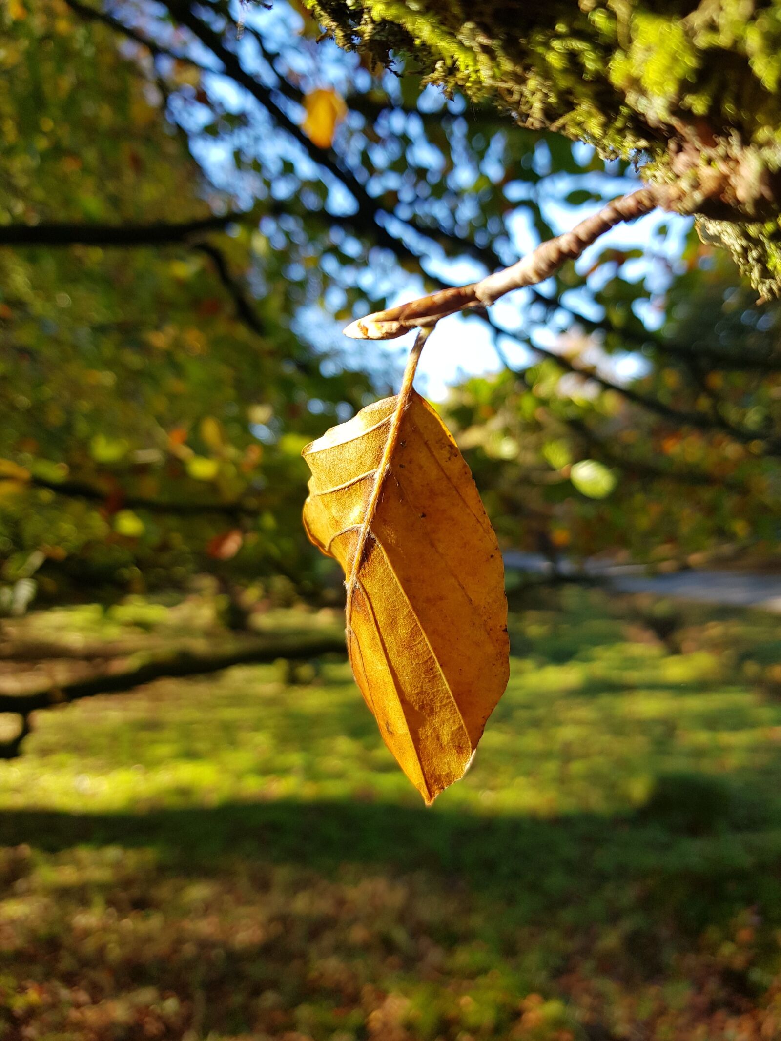 Samsung Galaxy S8+ sample photo. Autumn, leaf, dead photography
