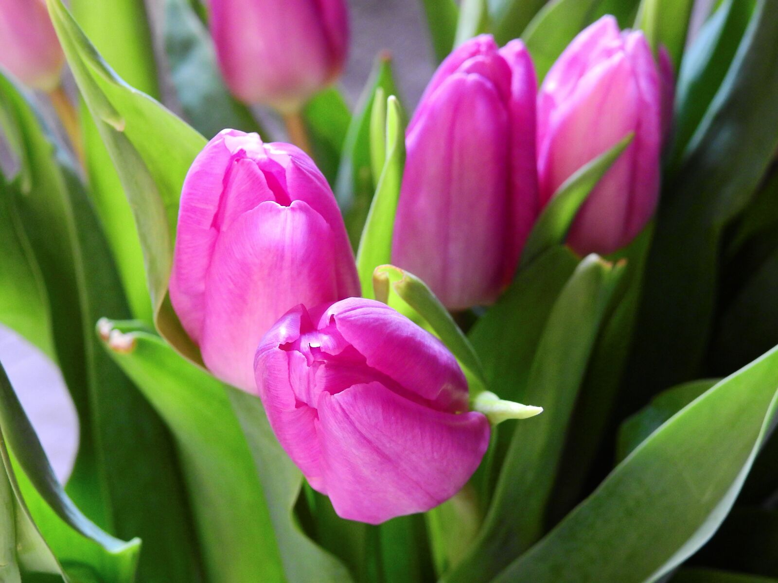 Nikon Coolpix P900 sample photo. Flower, tulips, blossom photography