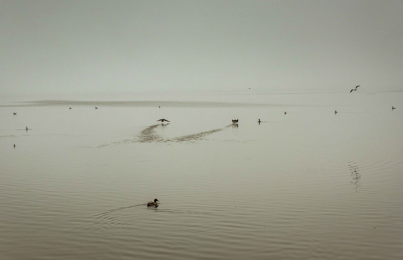Tamron SP 24-70mm F2.8 Di VC USD sample photo. Lake, birds, fog photography