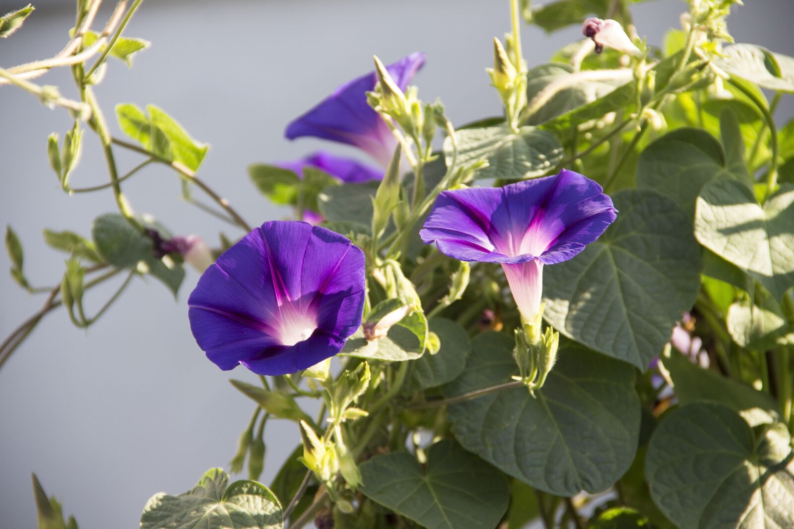 Canon EOS 650D (EOS Rebel T4i / EOS Kiss X6i) sample photo. Twisted, flowers, garden photography
