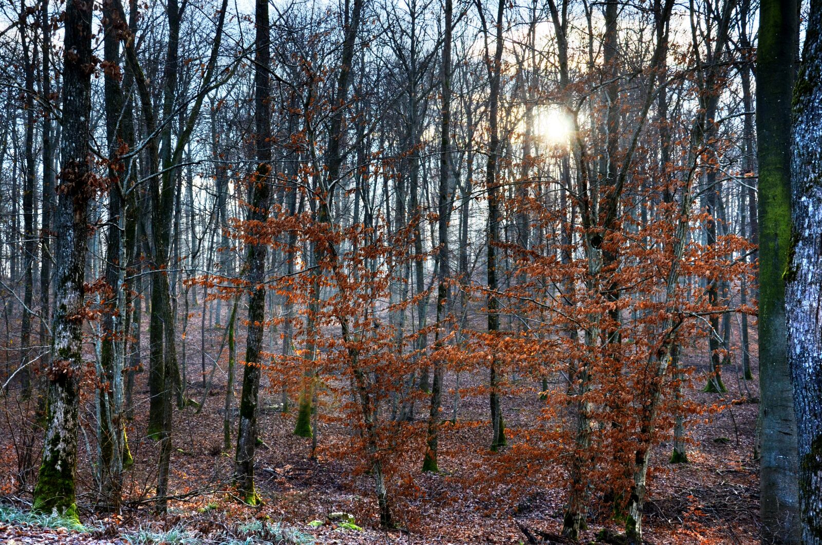 Nikon D5100 sample photo. Forest, light, winter photography