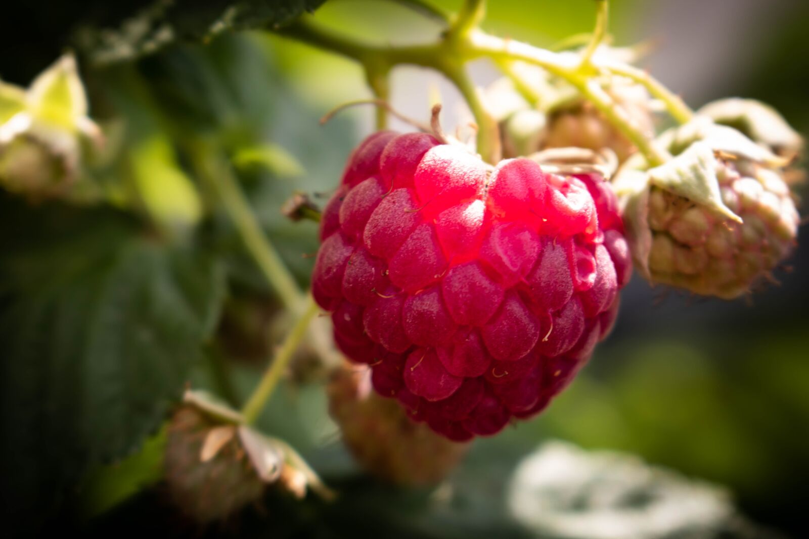 Canon EOS 750D (EOS Rebel T6i / EOS Kiss X8i) sample photo. Raspberry, nature, freedom photography