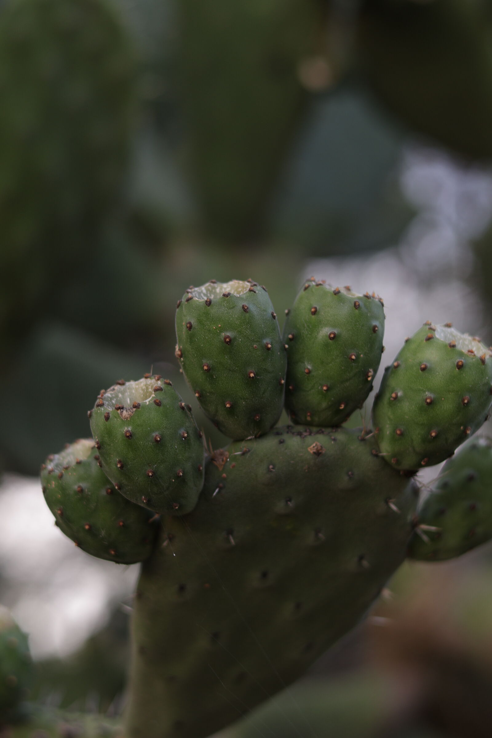 Canon RF 50mm F1.8 STM sample photo
