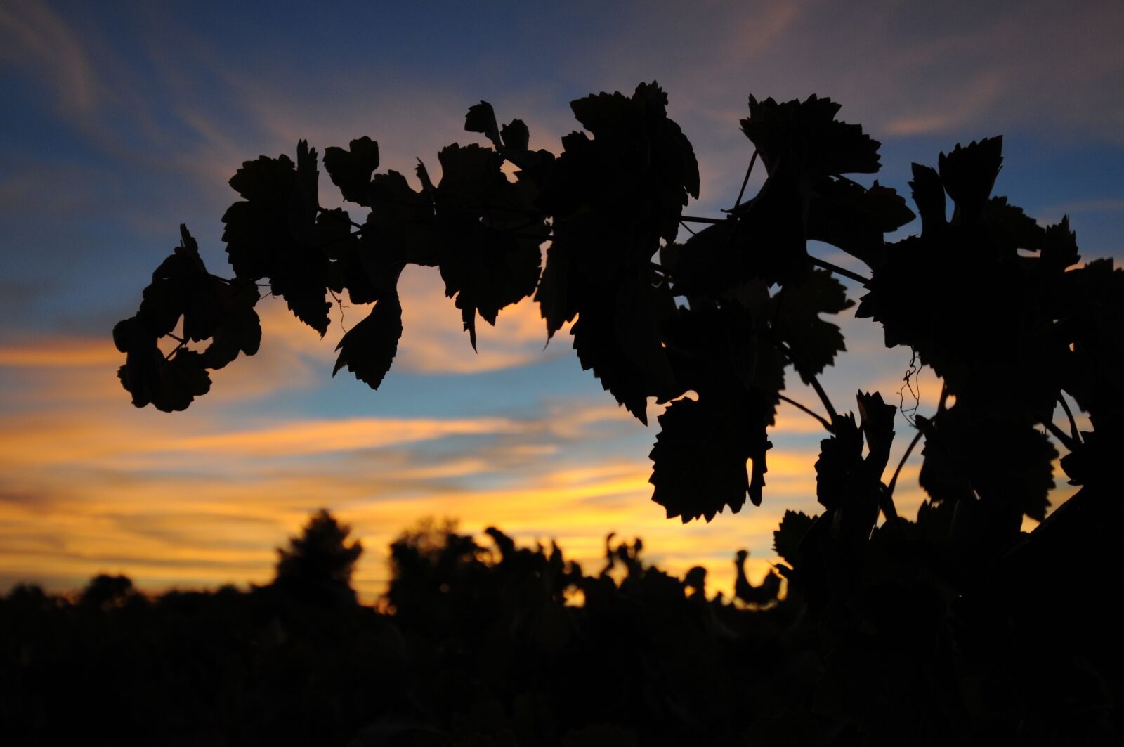Nikon D300 sample photo. Wine, silhouette, vine photography