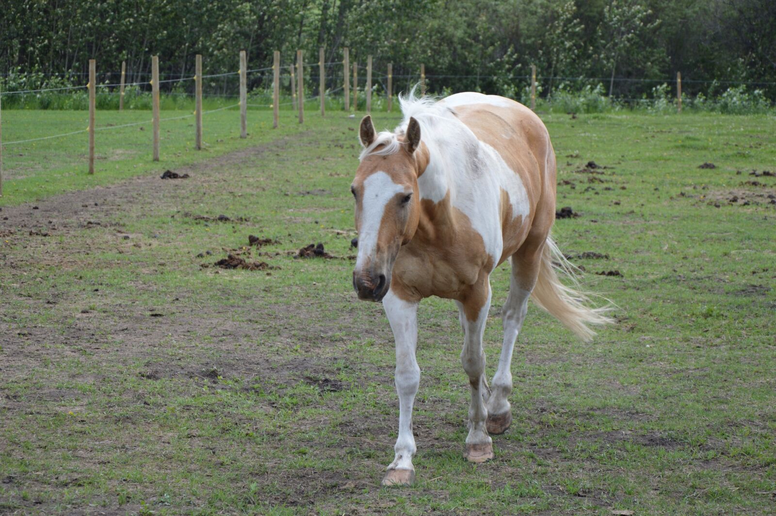 Nikon D3200 sample photo. Horse, paint horse, horse photography
