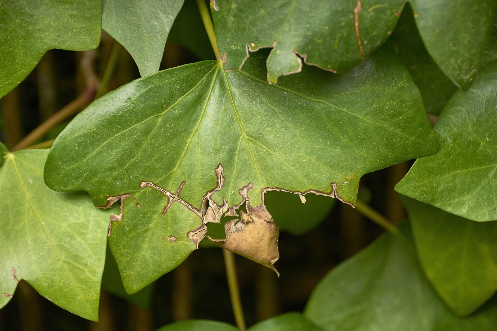 Nikon D7200 sample photo. Shrub, leaves, plant photography