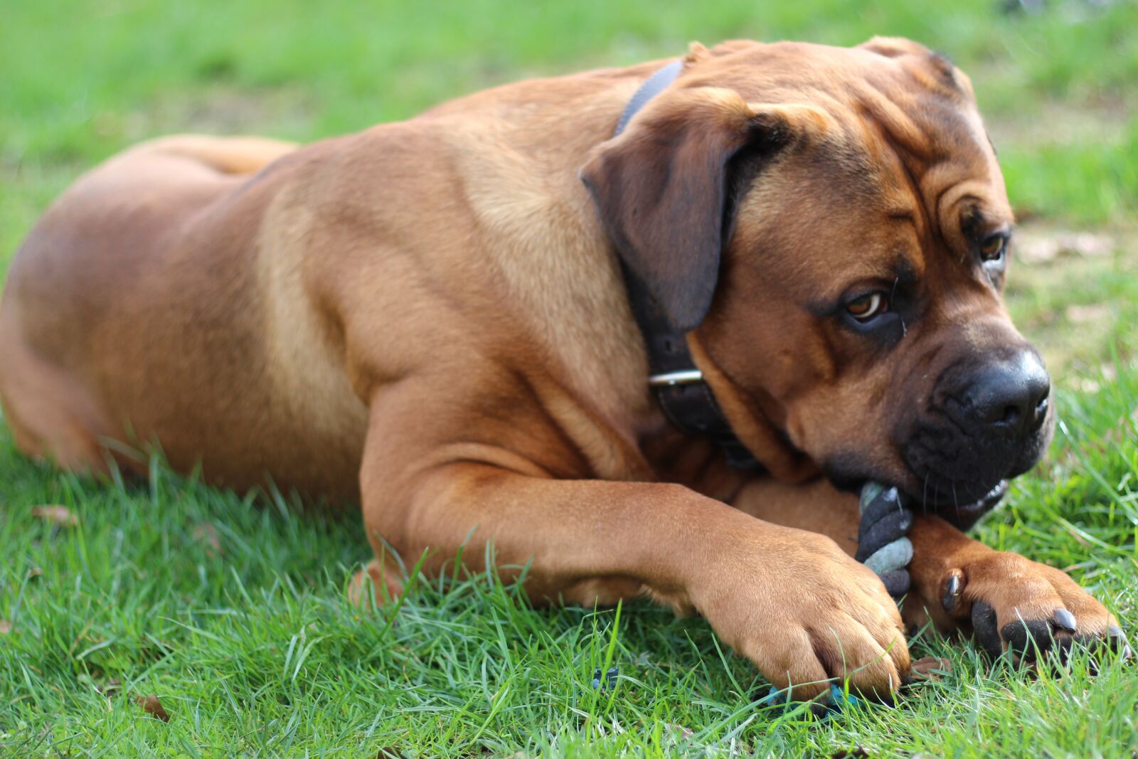 Canon EOS 650D (EOS Rebel T4i / EOS Kiss X6i) + Canon EF 50mm F1.8 STM sample photo. Dog, pet, animal photography