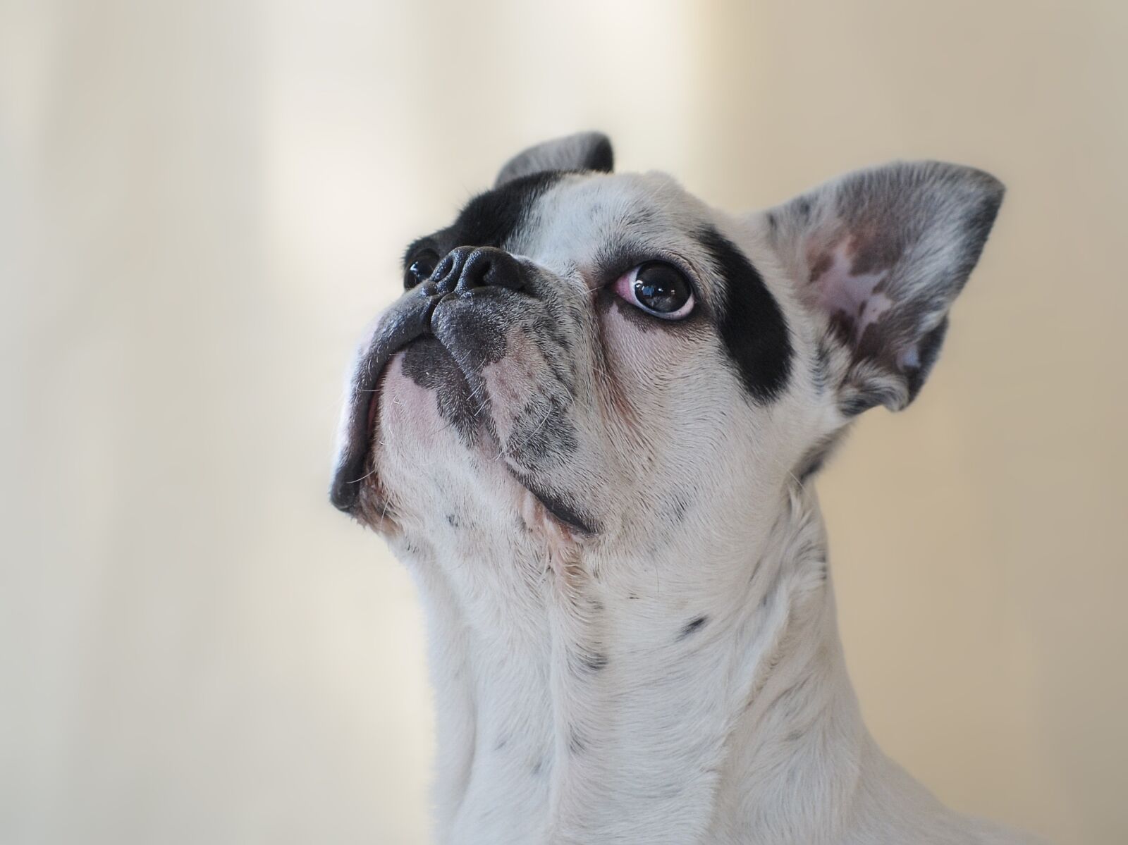 Nikon D300 sample photo. Dog, french bulldog, animal photography