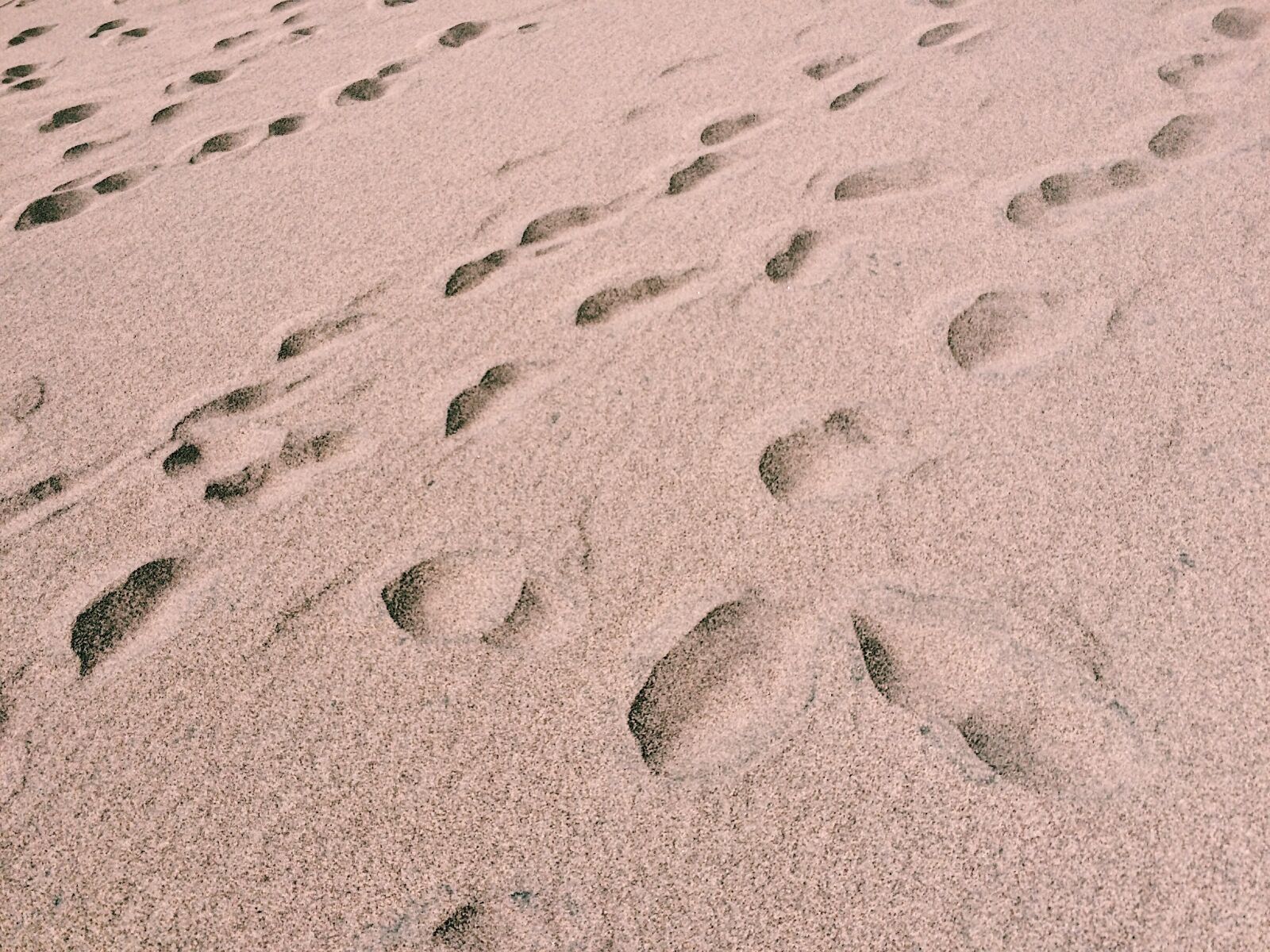 Apple iPhone 5s sample photo. Desert, dry, dunes, footprints photography
