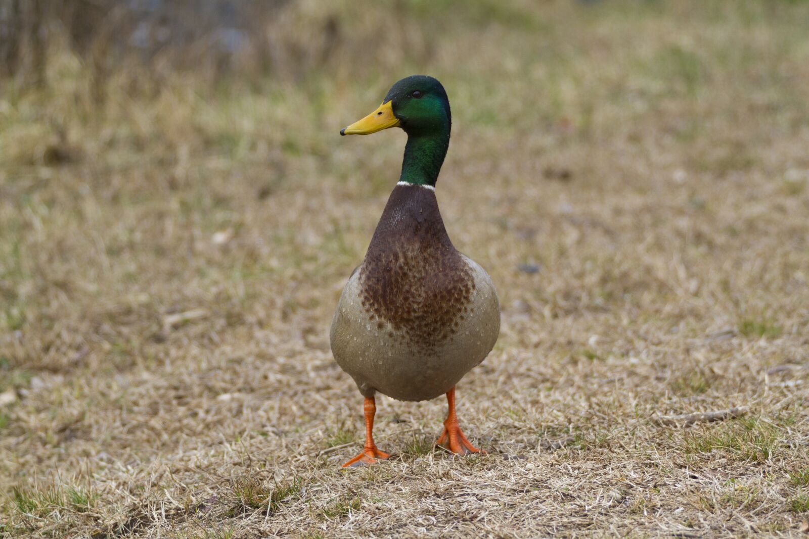 Canon EOS 7D + Canon EF 70-200mm F2.8L IS II USM sample photo. Animal, duck, nature photography
