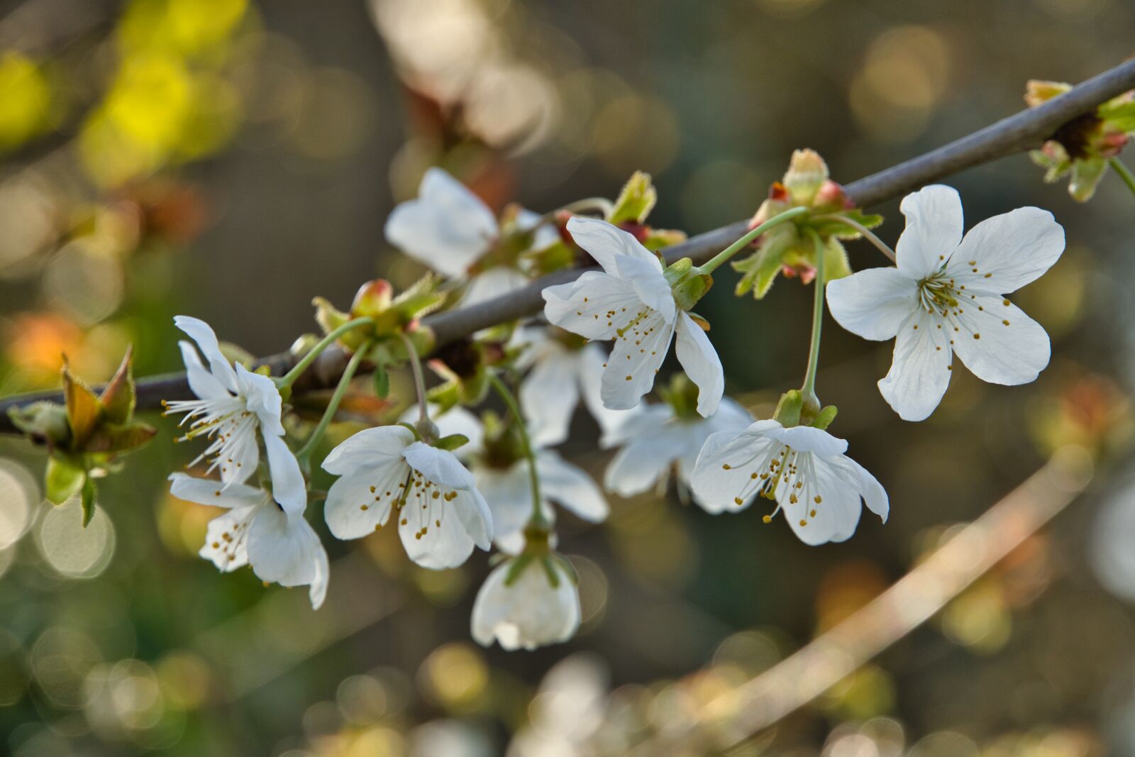 Sony a6400 sample photo. Flowers, bush, spring photography