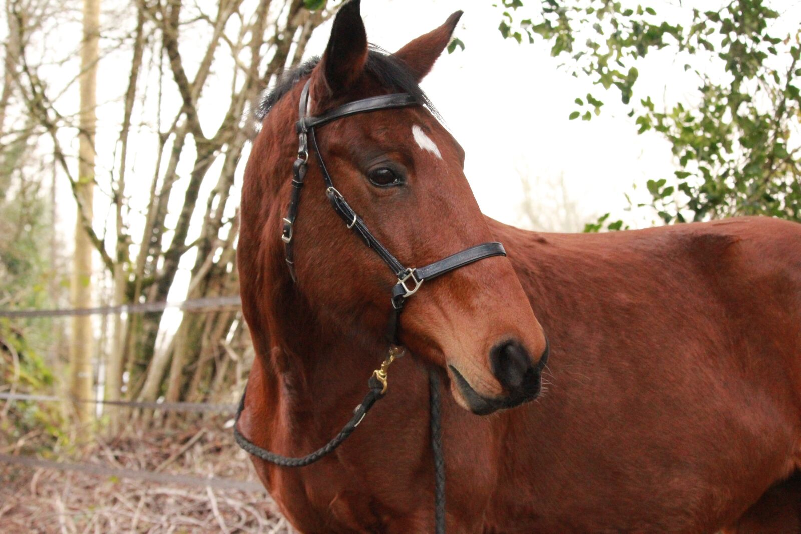 Canon EOS 1200D (EOS Rebel T5 / EOS Kiss X70 / EOS Hi) sample photo. Horse, horses, horse walker photography