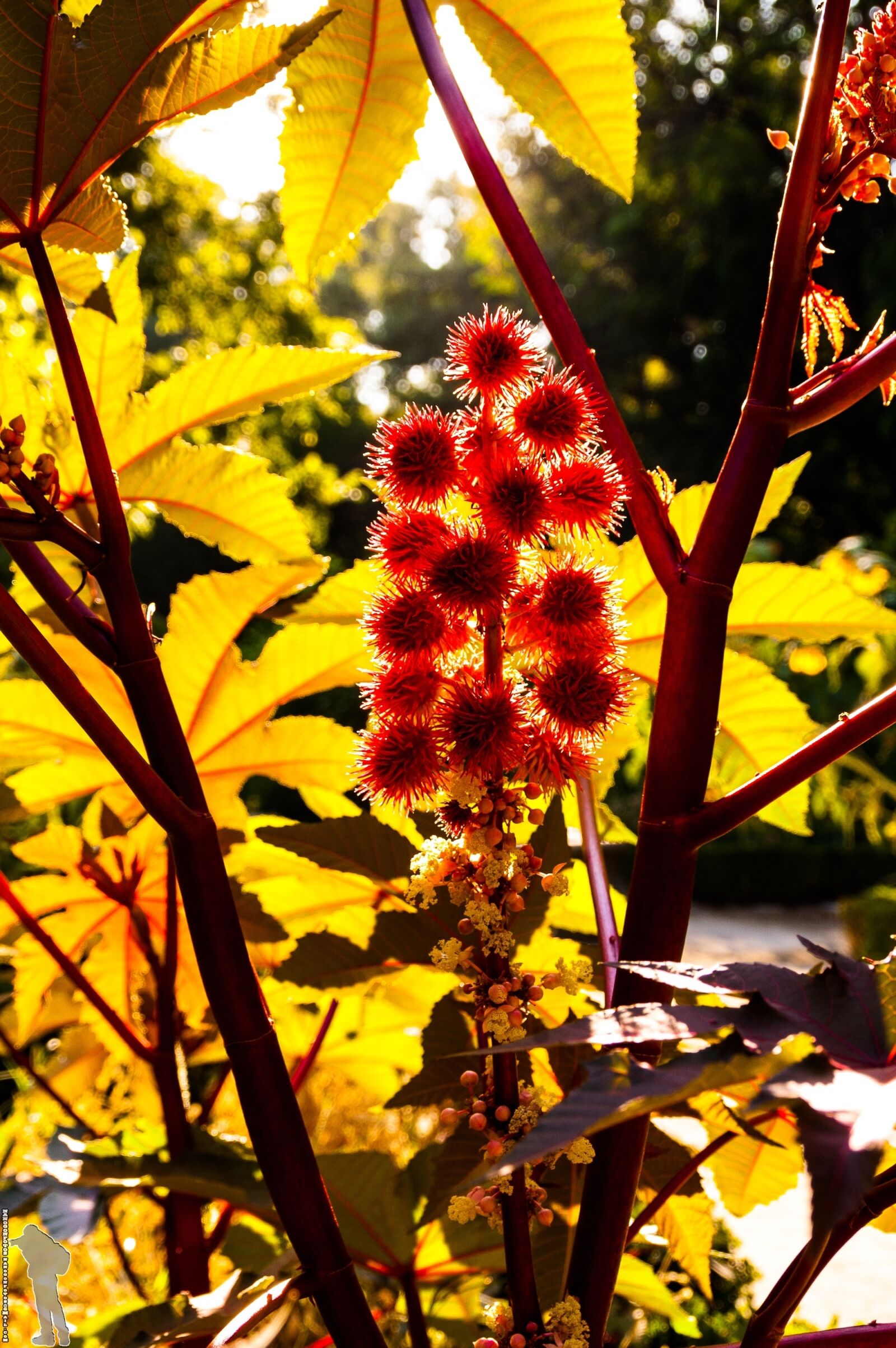 Nikon D40 sample photo. Flower, nature, spring photography