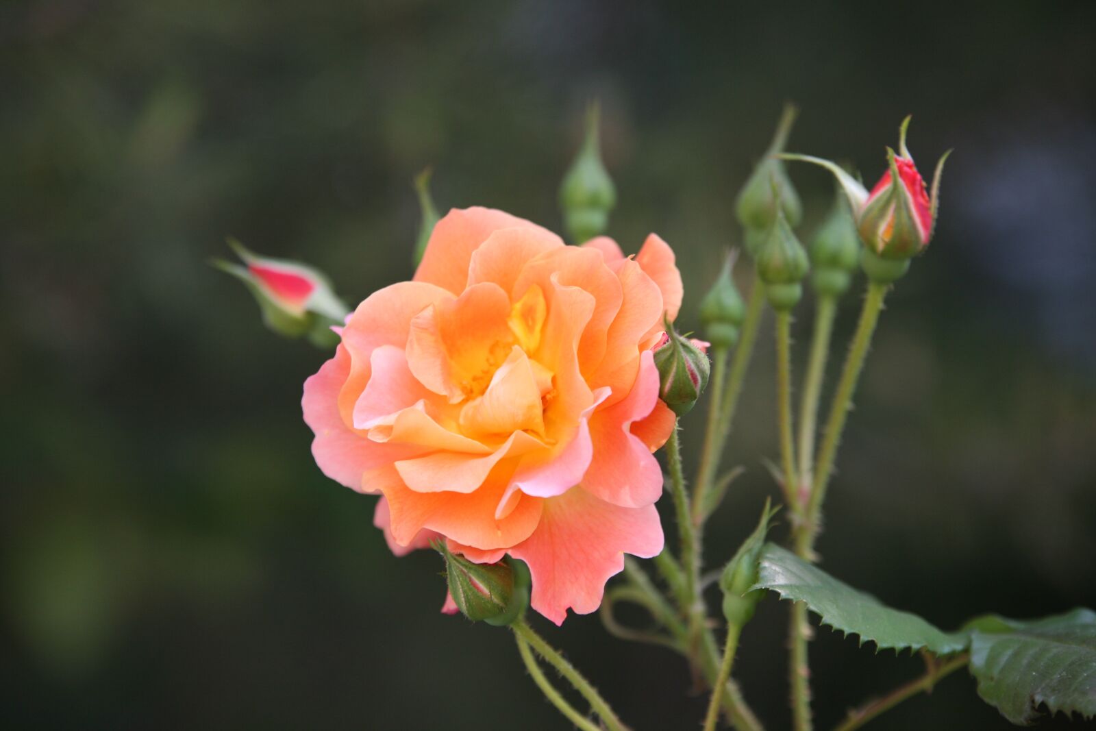 Canon EOS 5D sample photo. Rose, rose vines, flowers photography