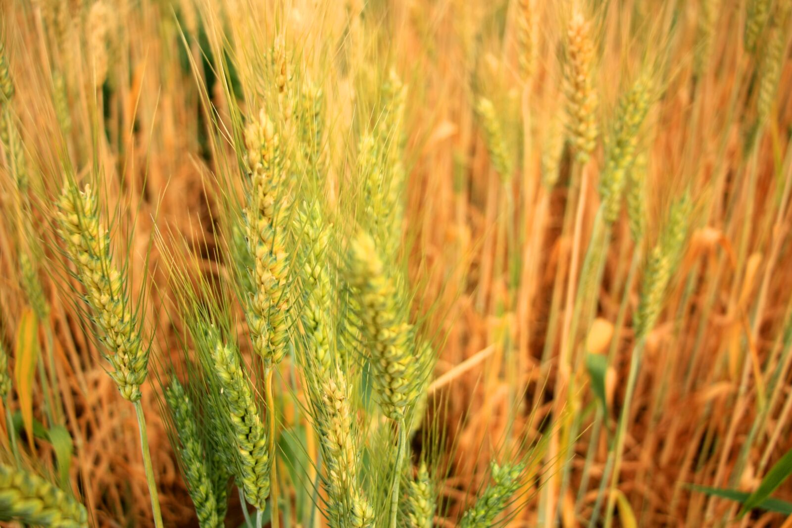 Canon EOS 450D (EOS Rebel XSi / EOS Kiss X2) sample photo. Barley, beer, rice photography