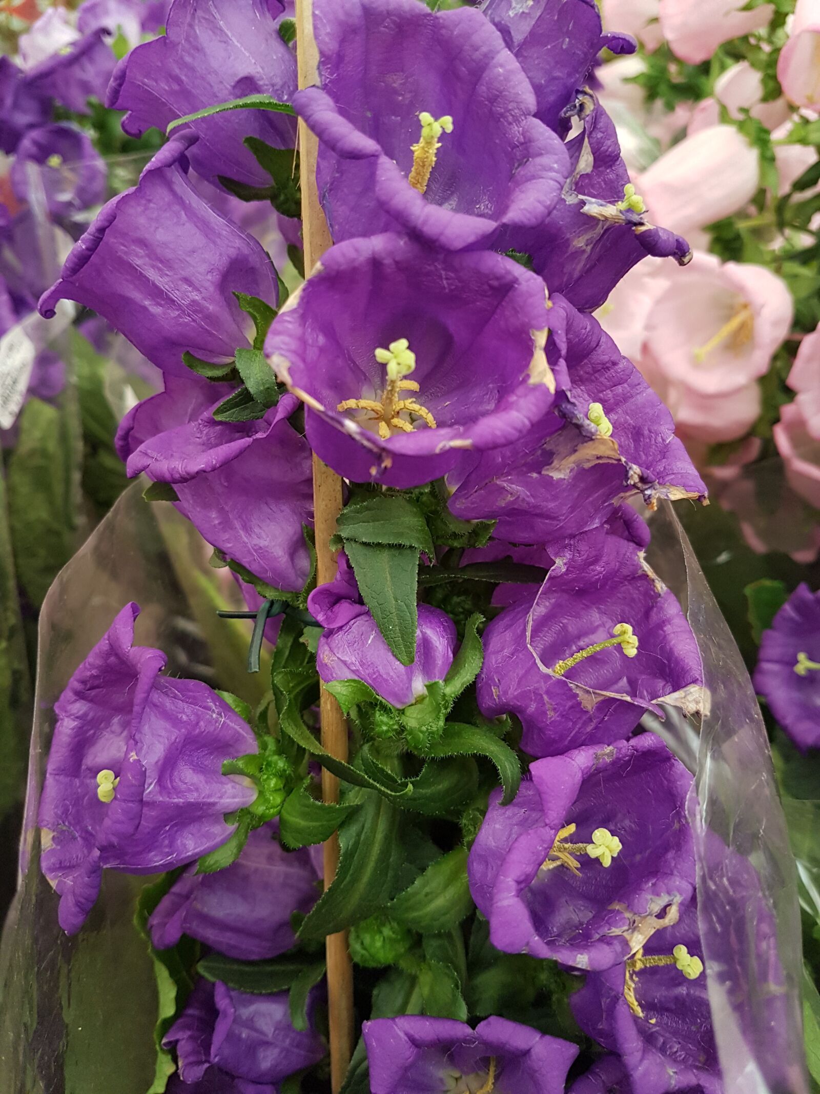Samsung Galaxy S7 sample photo. Nature, flowers, garden photography