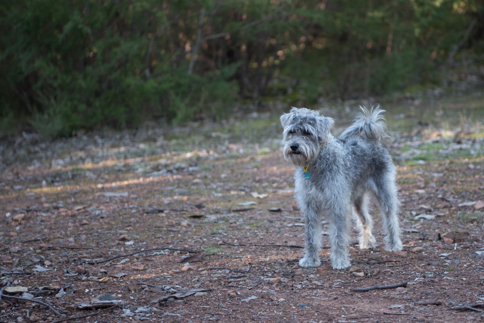 Nikon D750 sample photo. Dog, schnoodle, pet photography