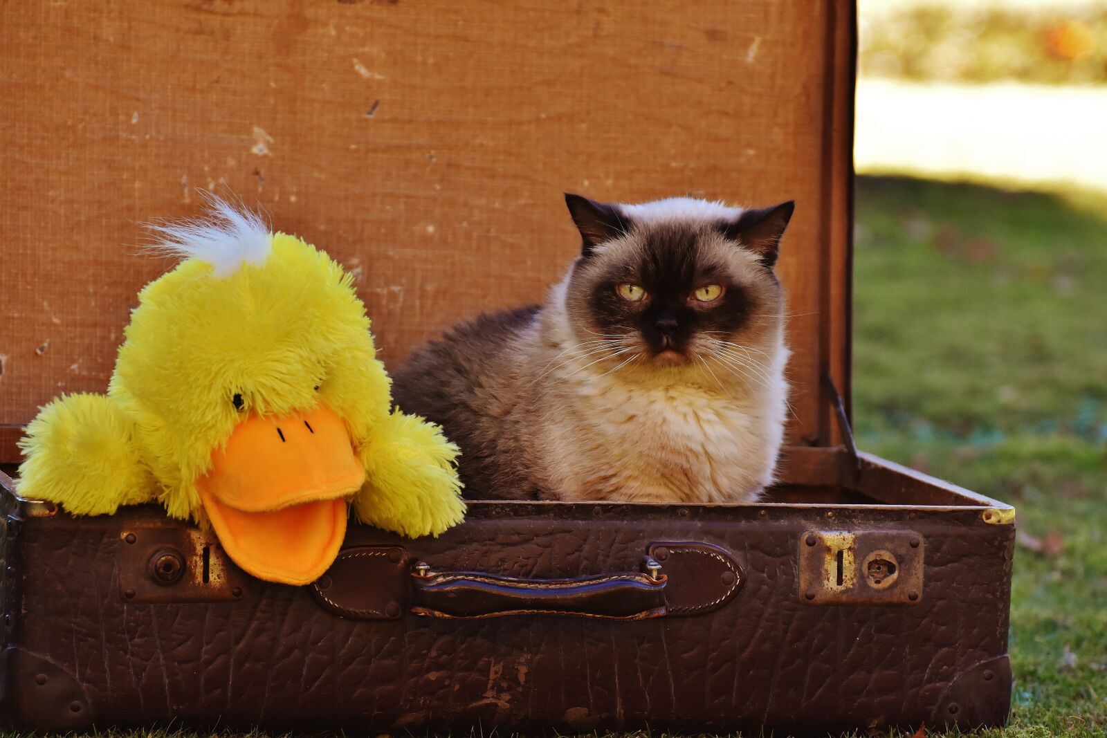 Nikon D7200 sample photo. Luggage, antique, cat photography