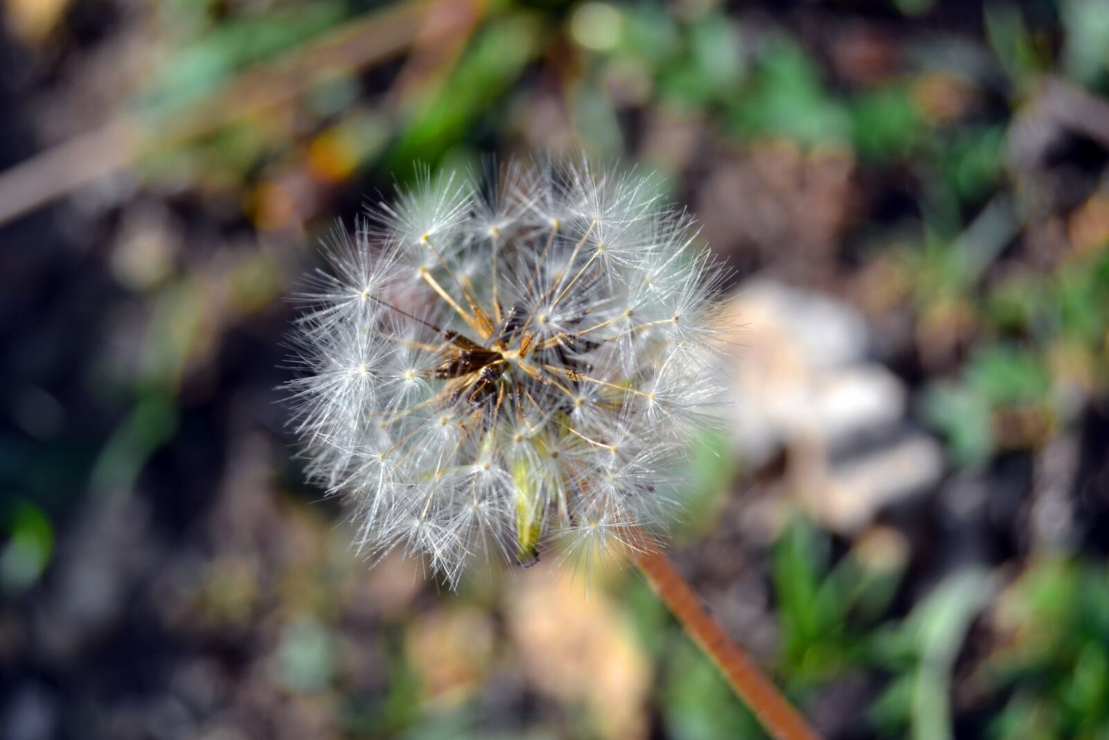 Nikon D3100 sample photo. Flower, plant, nature photography