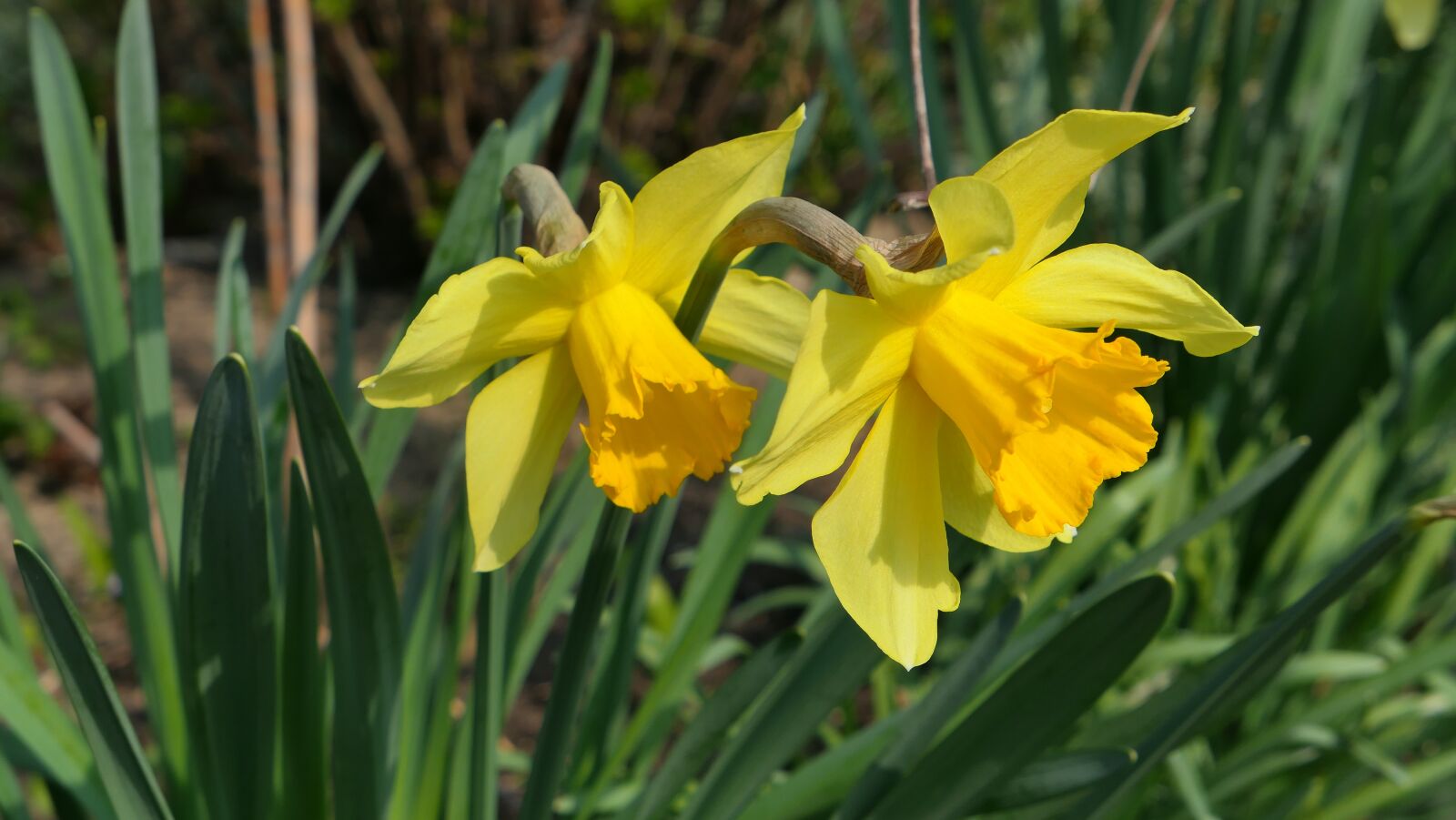 Panasonic Lumix DMC-LX10 (Lumix DMC-LX15) sample photo. Daffodils, flowers, spring photography