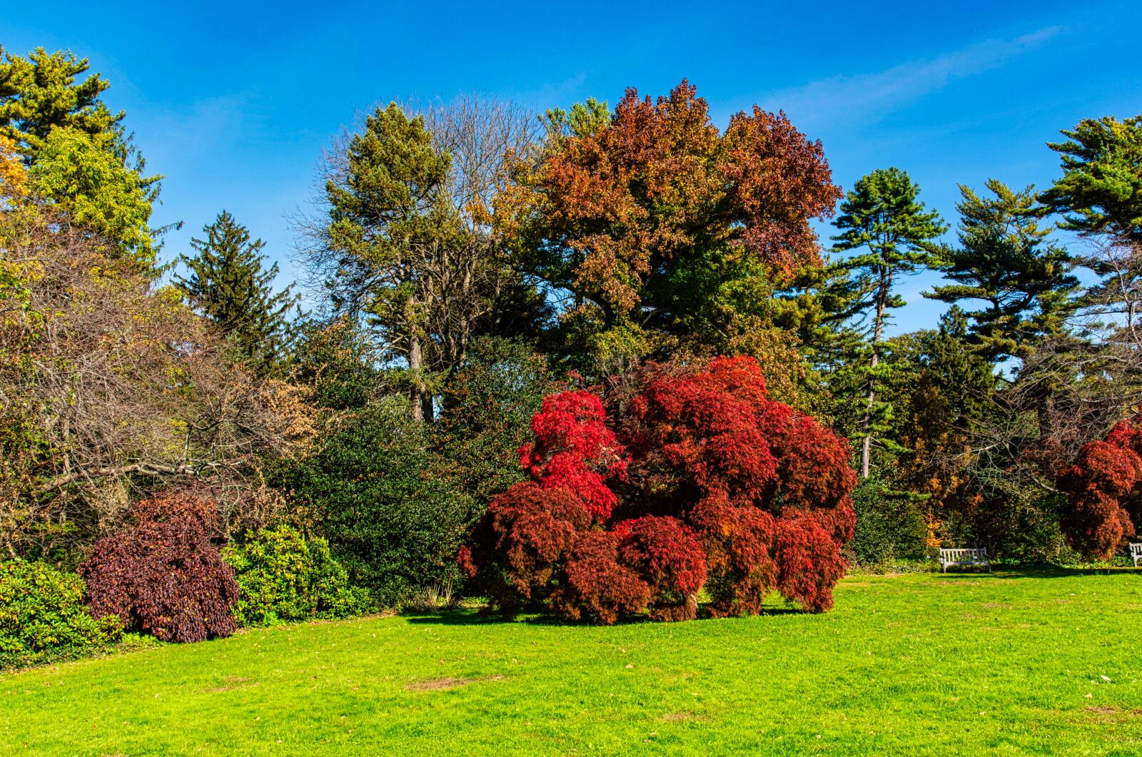 Nikon D750 sample photo. Autumn, vivid colors, trees photography