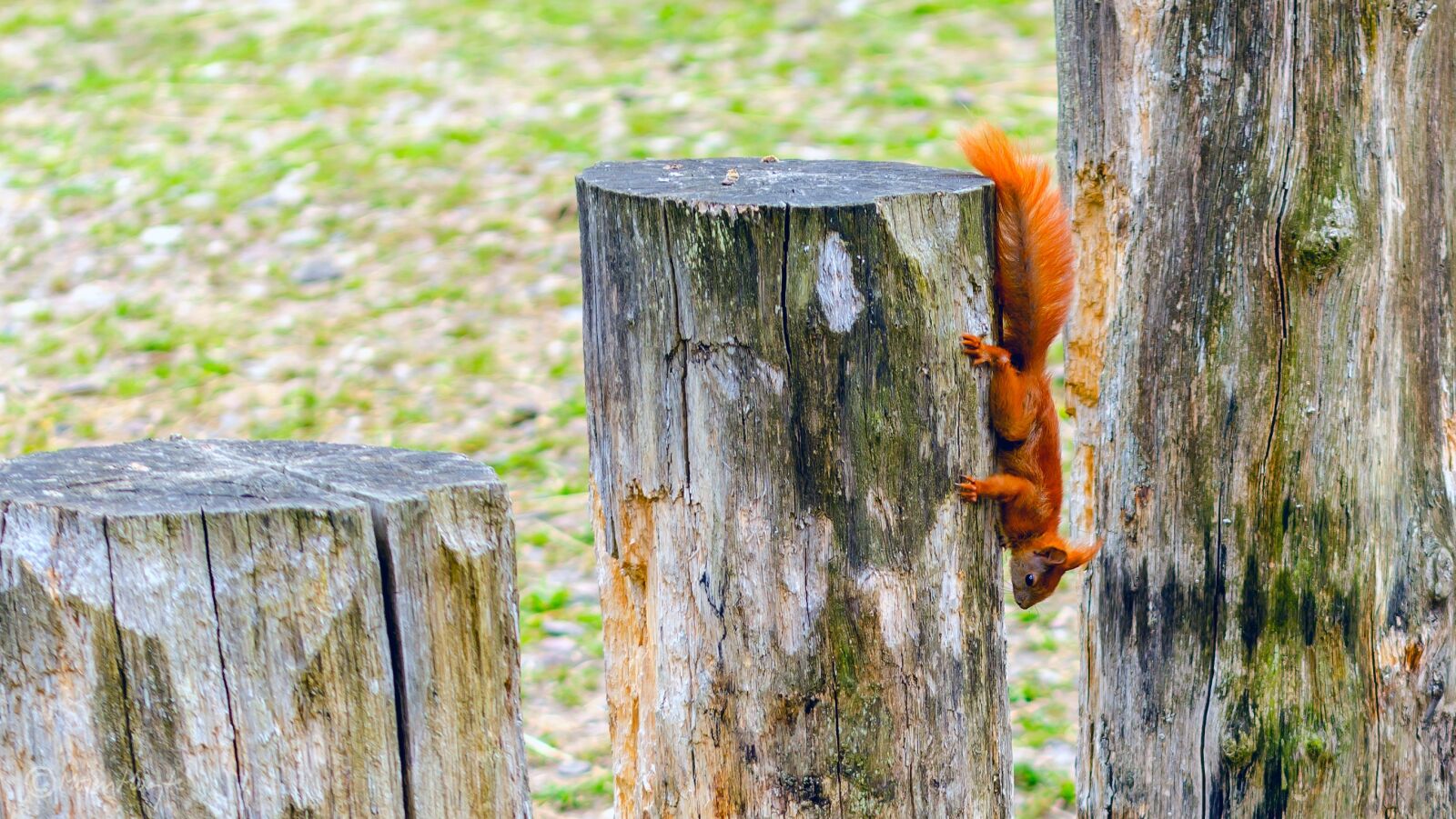 Nikon D7000 sample photo. Squirrel, red tail, red photography