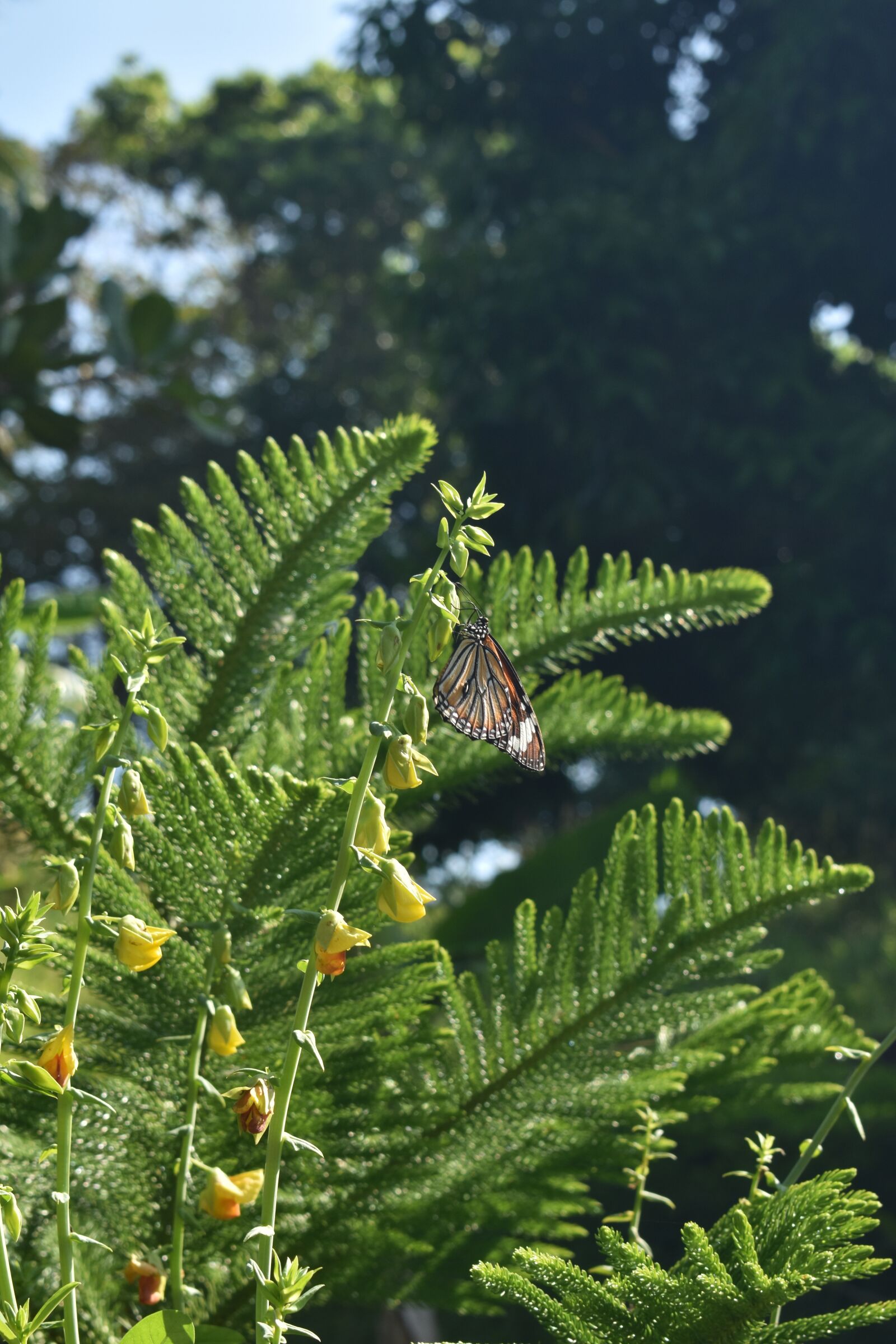 Nikon D3400 sample photo. Butterfly, plant, butterfly on photography