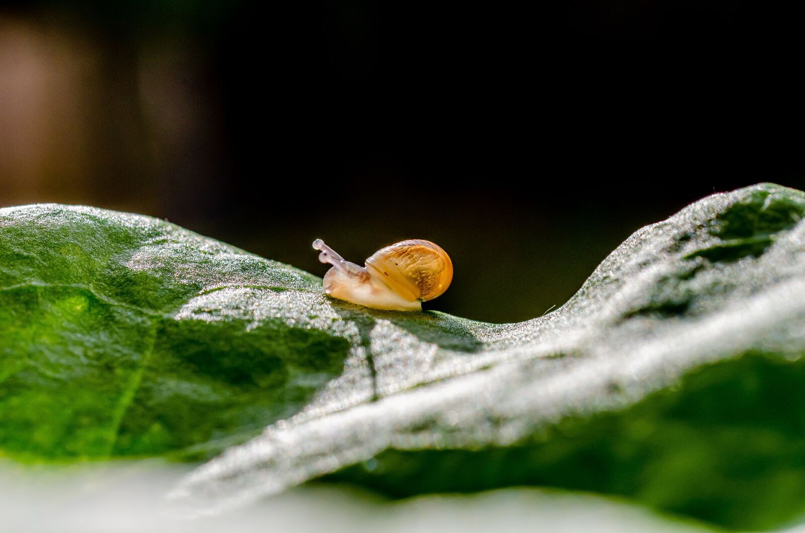 Nikon D7000 sample photo. Snail, gastropod, petit photography