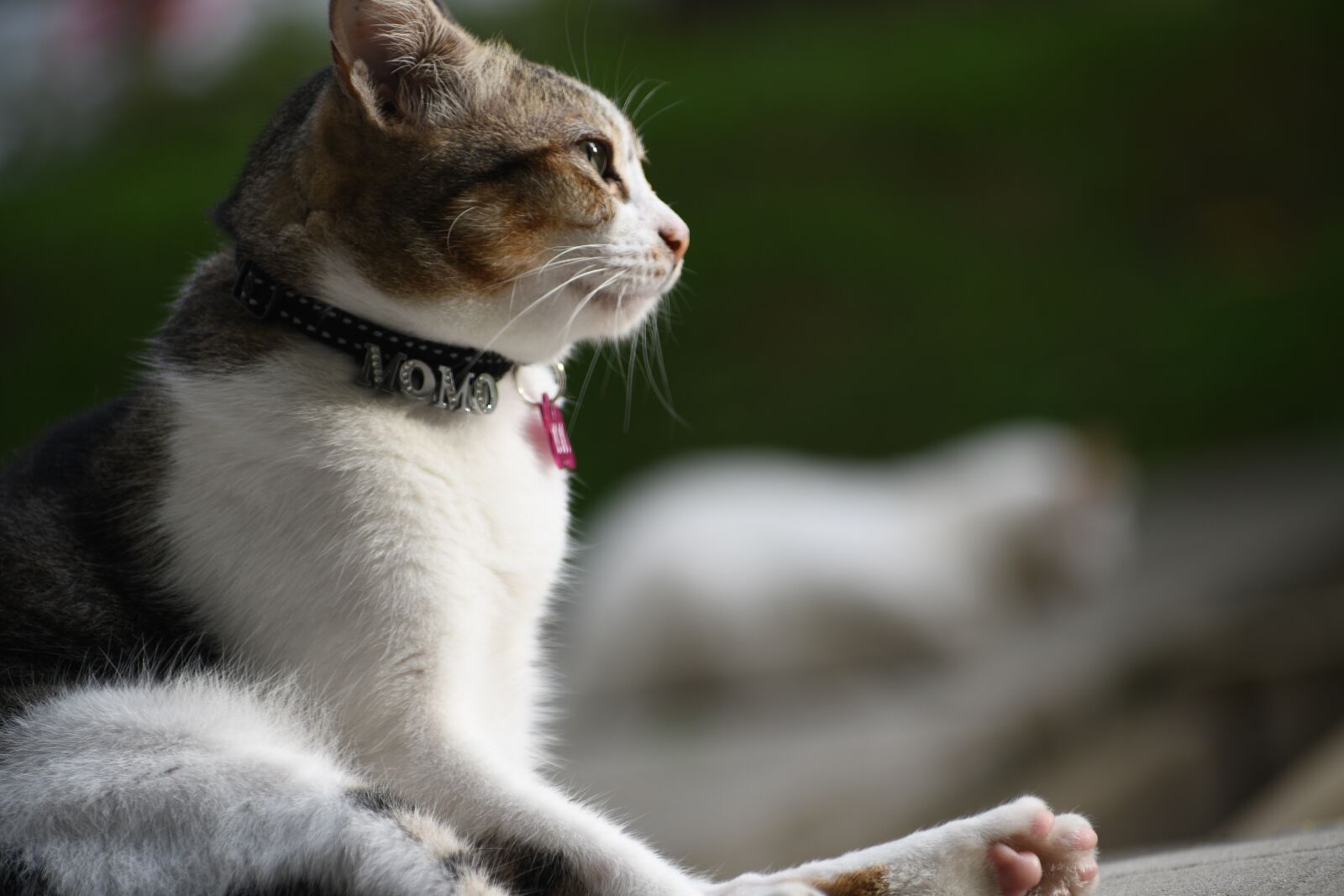 Nikon D7500 sample photo. Cat, young animal, curious photography