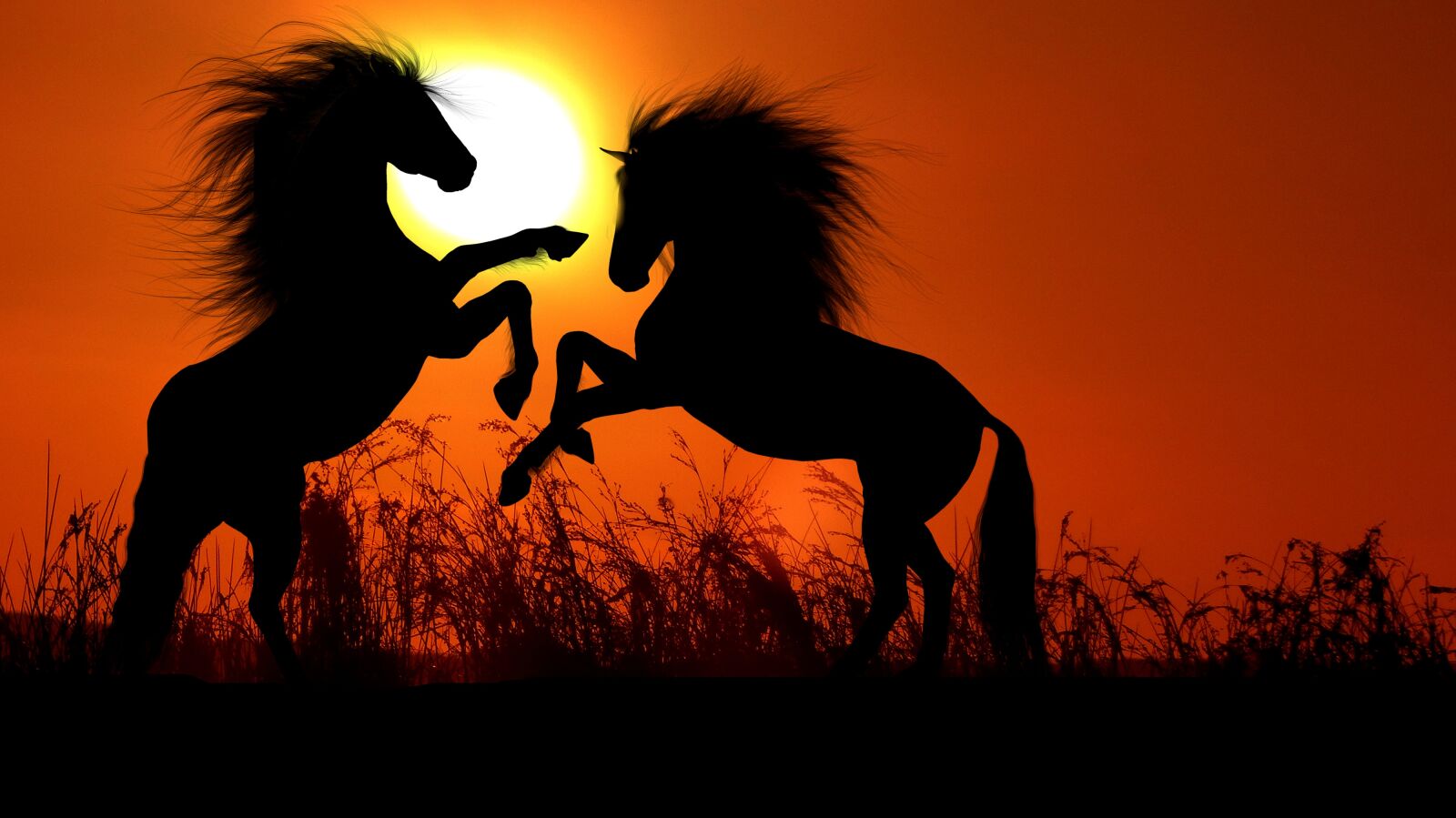 Panasonic Lumix DMC-FZ200 sample photo. Sunset, horse, combat photography