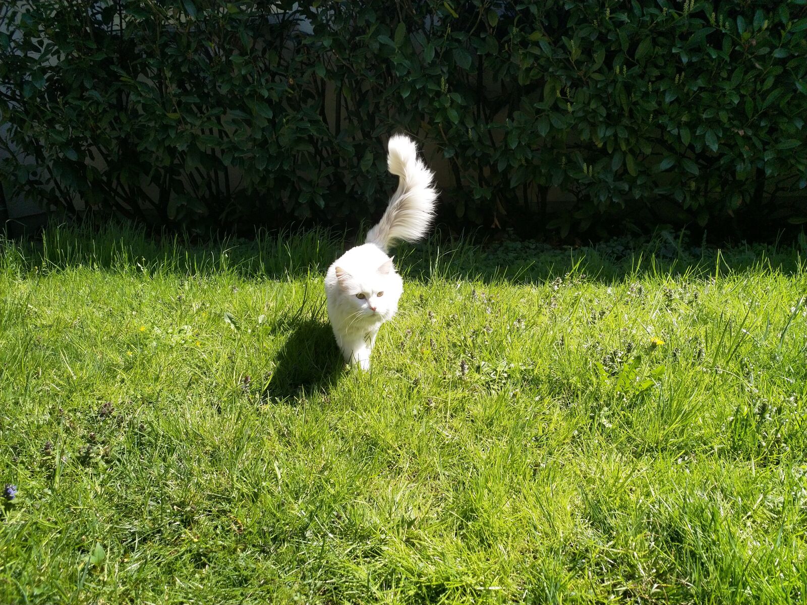 HMD Global Nokia 8 sample photo. Cat, grass, nature photography