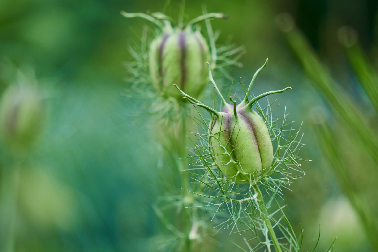 Sony E 55-210mm F4.5-6.3 OSS sample photo. Virgin in the green photography