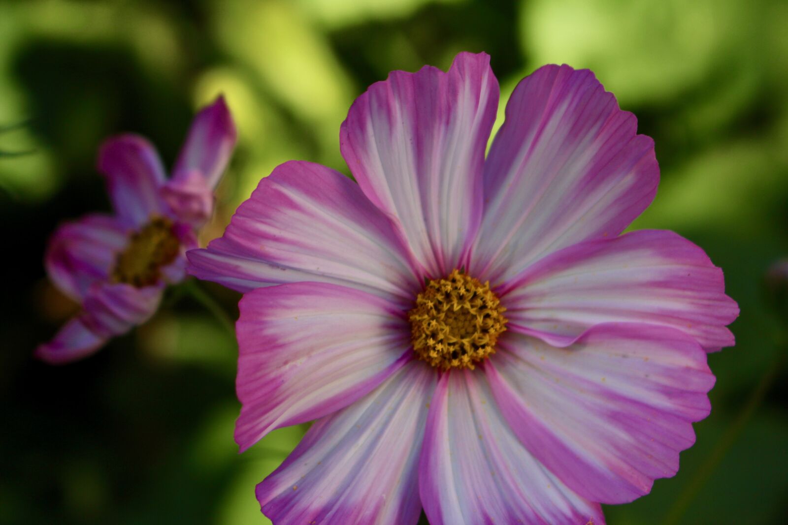 Canon EOS 700D (EOS Rebel T5i / EOS Kiss X7i) sample photo. Flower, pink, summer photography