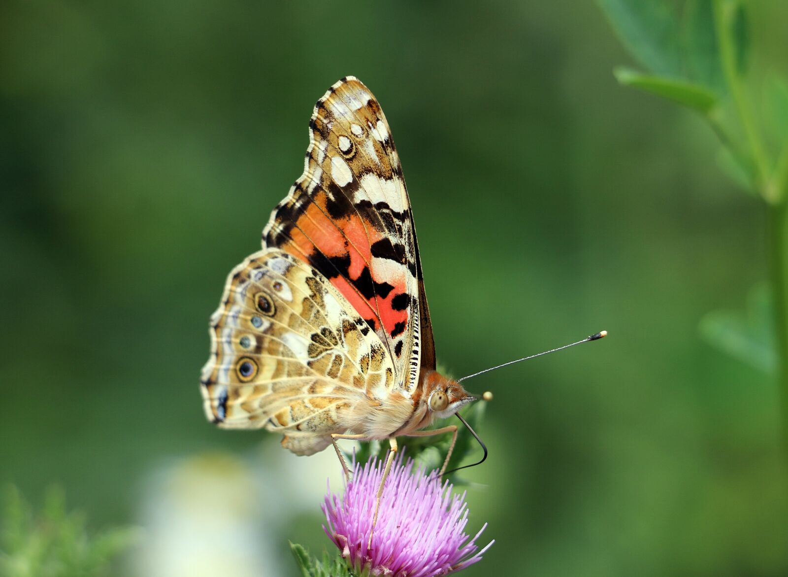 Canon EOS 750D (EOS Rebel T6i / EOS Kiss X8i) sample photo. Butterfly, animal, nature photography
