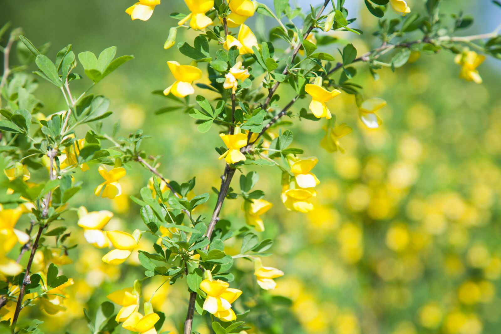 Canon EOS 5D Mark II sample photo. Flowers, yellow, nature photography