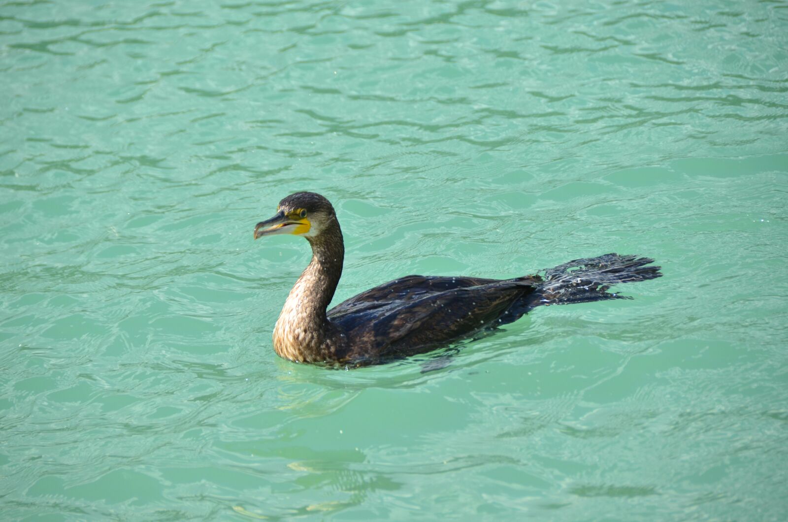 Nikon D7000 sample photo. Kerguelen shag, cormorant, sea photography