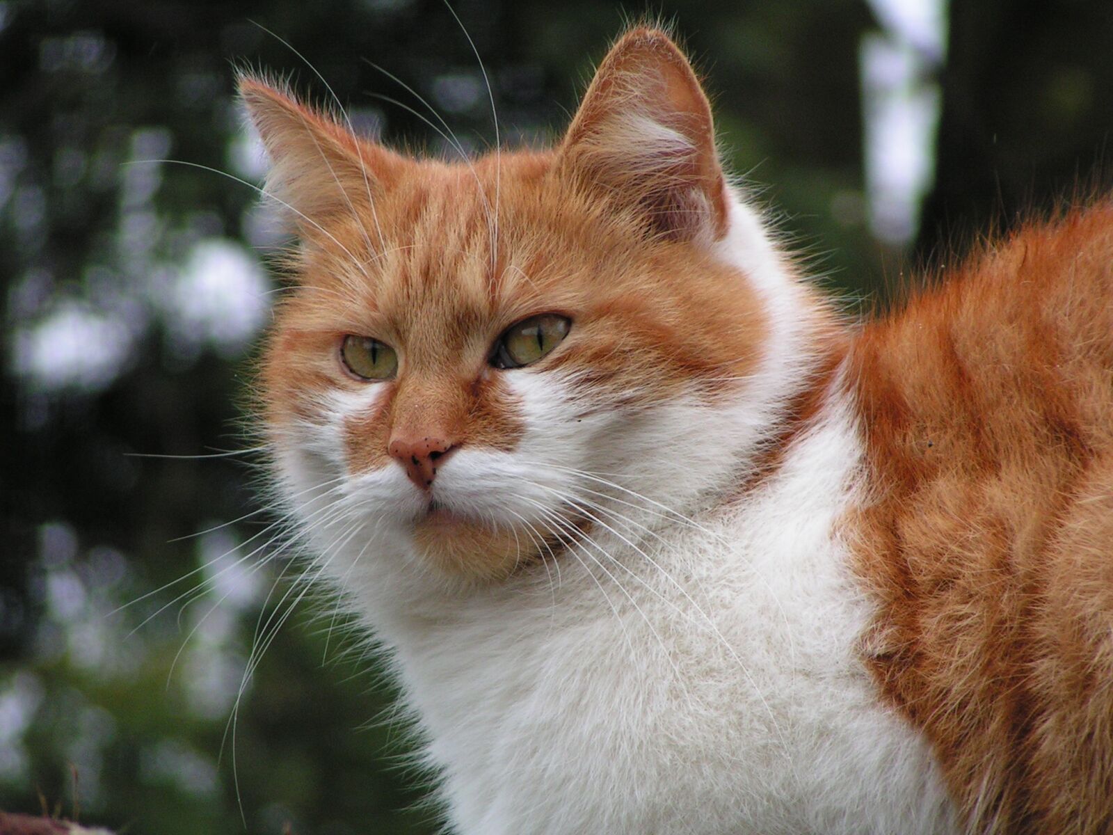 KONICA MINOLTA DiMAGE Z1 sample photo. Cat, red tomcat, furry photography
