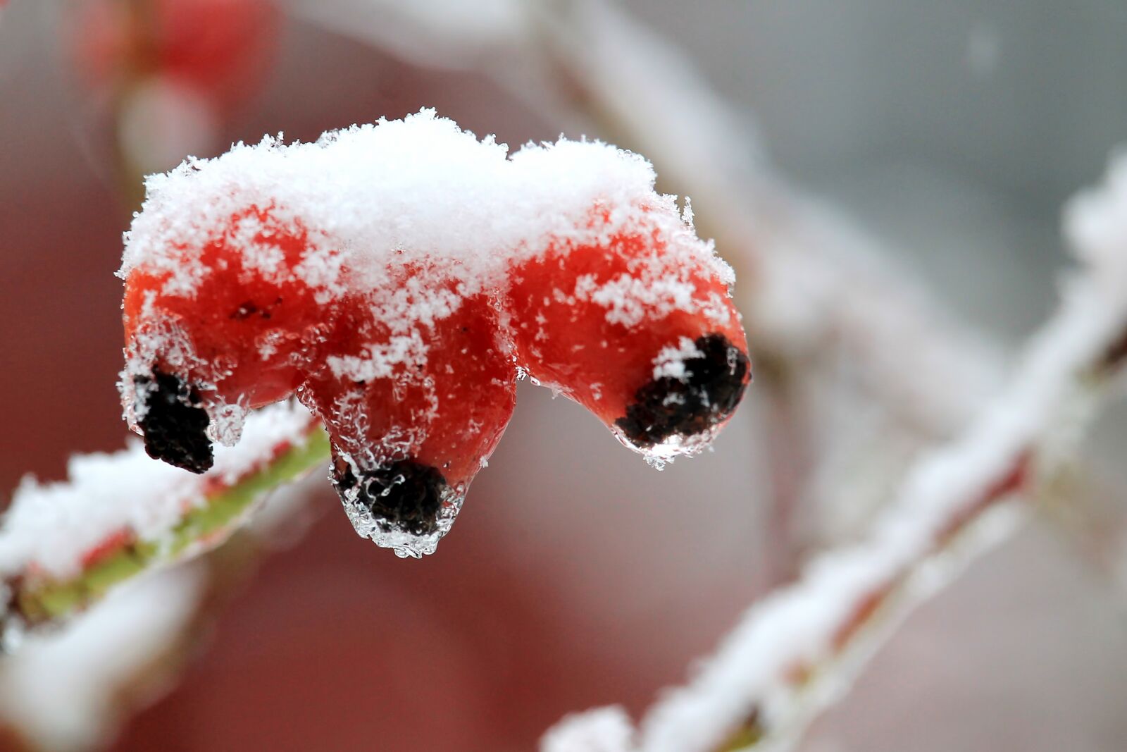 Canon EF-S 55-250mm F4-5.6 IS STM sample photo. Winter, snow, ice photography