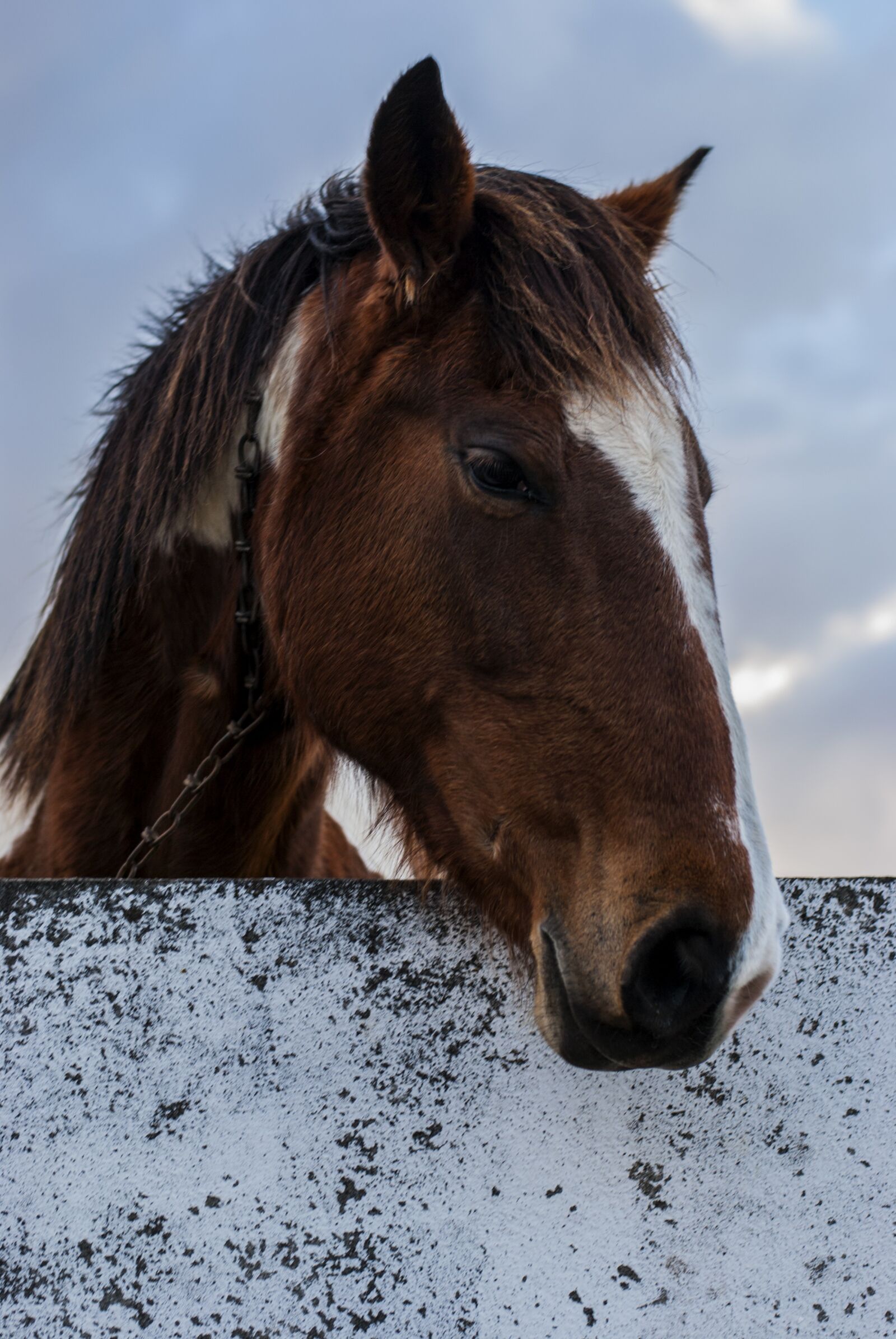 Nikon D3000 sample photo. Horse, animal, farm photography