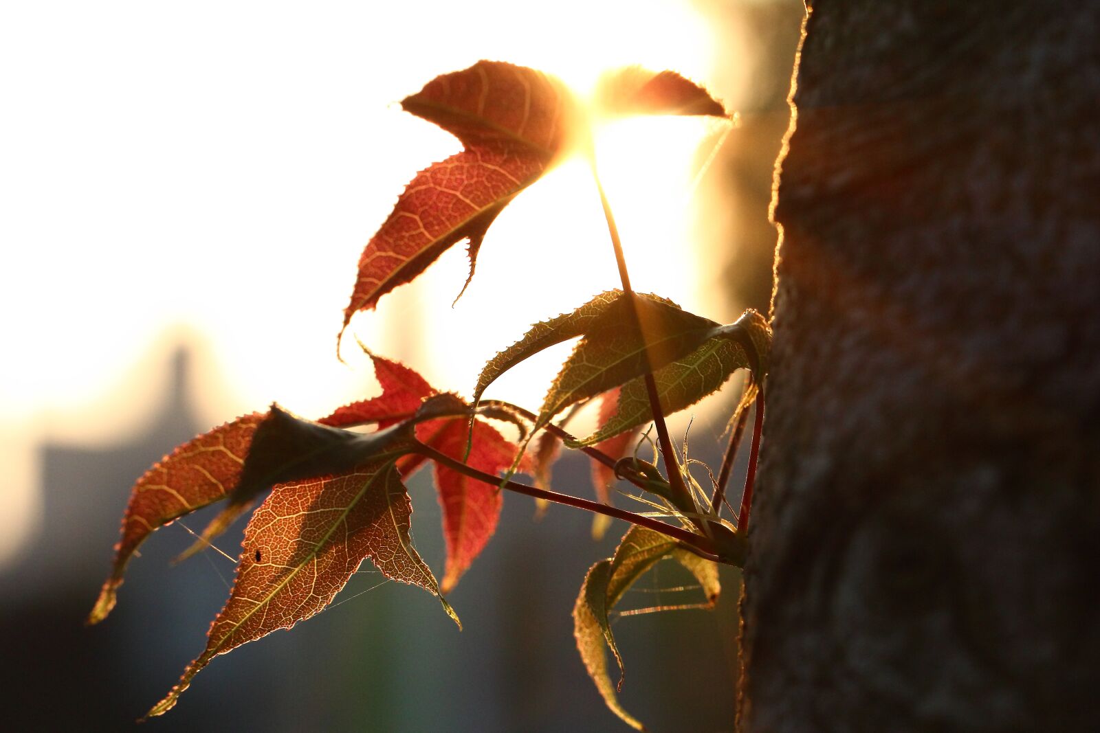 Canon EF 100mm F2.8L Macro IS USM sample photo. Foliage, sunset, shadow photography